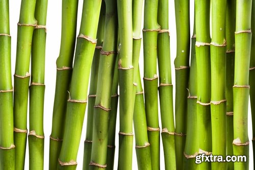 Collection bamboo cane thickets of the forest leaf stick 25 HQ Jpeg