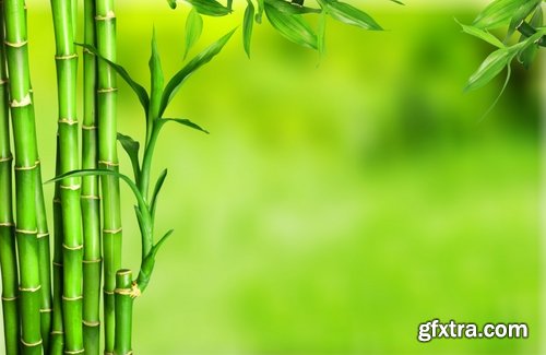 Collection bamboo cane thickets of the forest leaf stick 25 HQ Jpeg