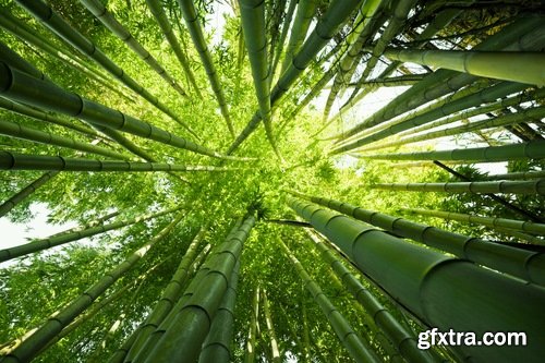 Collection bamboo cane thickets of the forest leaf stick 25 HQ Jpeg