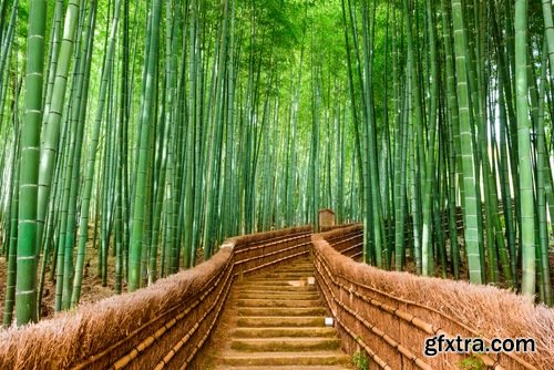 Collection bamboo cane thickets of the forest leaf stick 25 HQ Jpeg