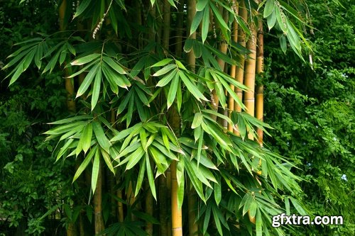 Collection bamboo cane thickets of the forest leaf stick 25 HQ Jpeg