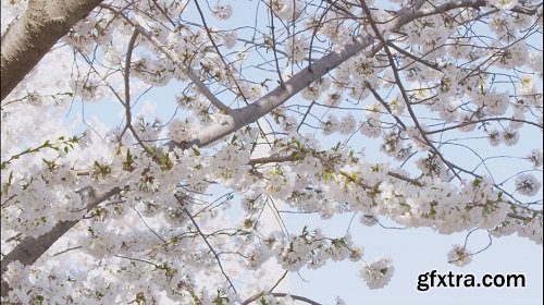 Сherry blossom tree branch with white flowers in full bloom against blue sky and the washington