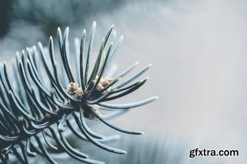 Collection coniferous forest conifers spruce pine needle pine cone 25 HQ Jpeg