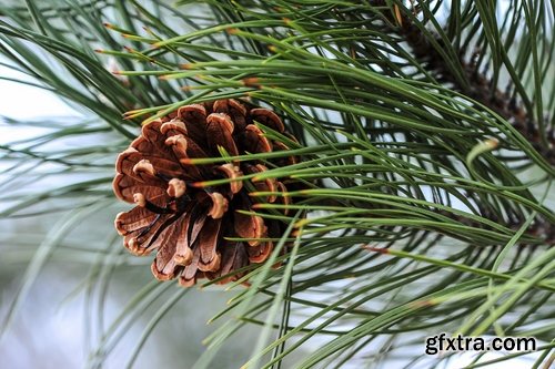 Collection coniferous forest conifers spruce pine needle pine cone 25 HQ Jpeg