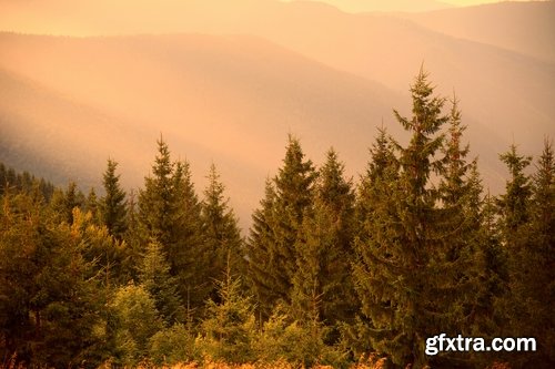 Collection coniferous forest conifers spruce pine needle pine cone 25 HQ Jpeg