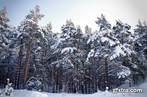 Collection coniferous forest conifers spruce pine needle pine cone 25 HQ Jpeg