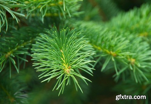 Collection coniferous forest conifers spruce pine needle pine cone 25 HQ Jpeg