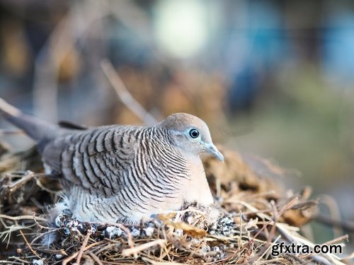 Collection of white dove feather wing 25 HQ Jpeg