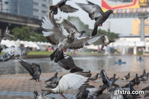 Collection of white dove feather wing 25 HQ Jpeg