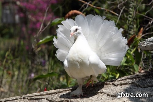 Collection of white dove feather wing 25 HQ Jpeg