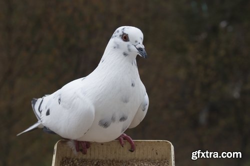 Collection of white dove feather wing 25 HQ Jpeg