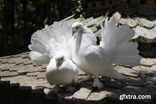 Collection of white dove feather wing 25 HQ Jpeg