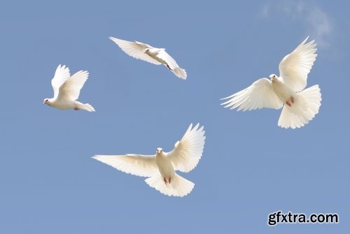 Collection of white dove feather wing 25 HQ Jpeg