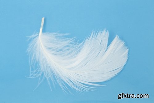 Collection of white dove feather wing 25 HQ Jpeg