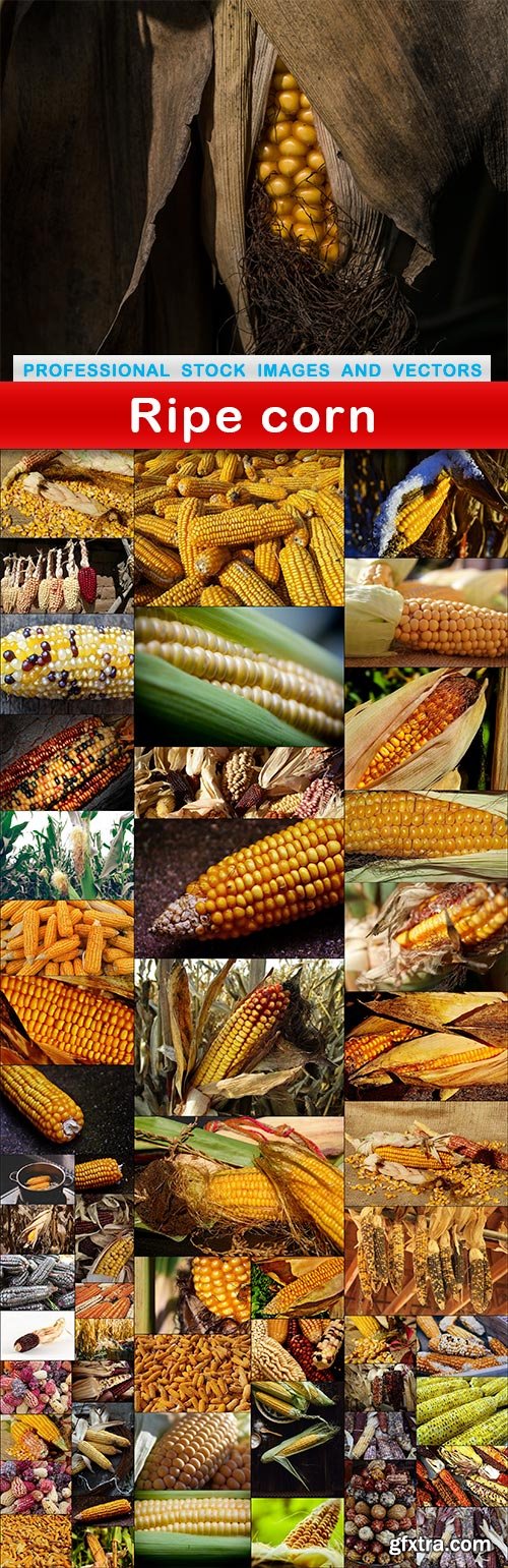 Ripe corn - 55 UHQ JPEG