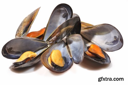 Collection of mussel seafood soup is a delicacy fried meat protein 25 HQ Jpeg