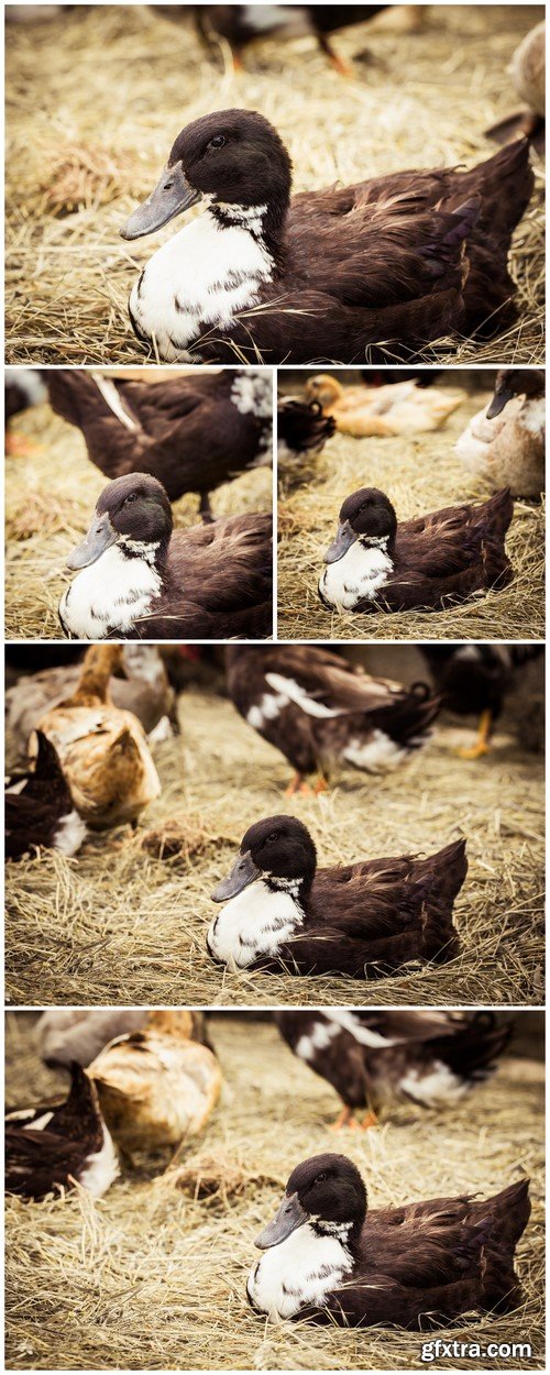 Duck in the manger 5X JPEG