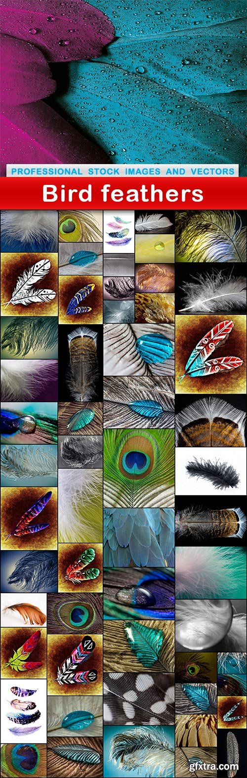 Bird feathers - 57 UHQ JPEG