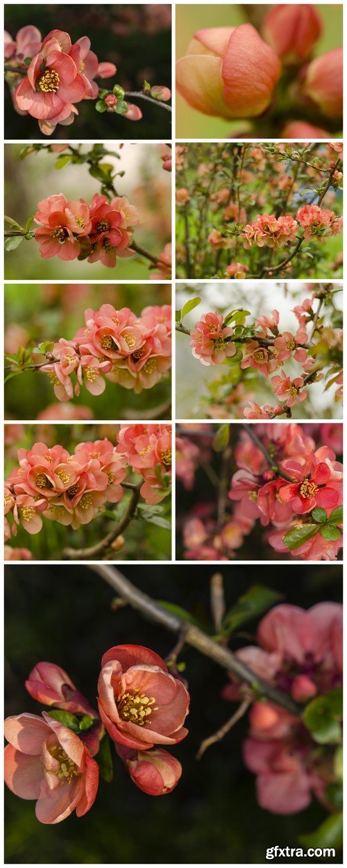 Japanese quince Spring 9X JPEG