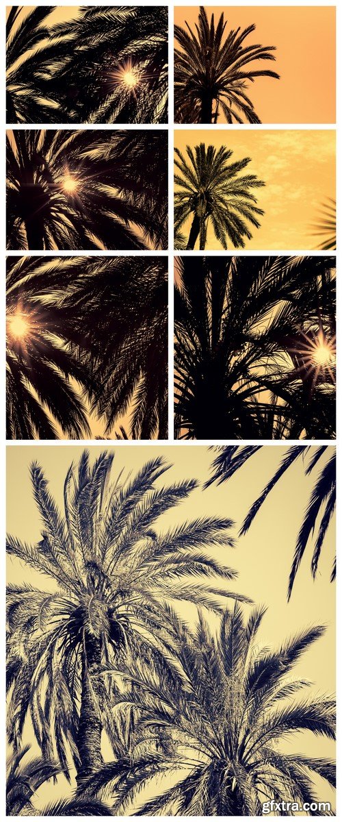 Dark silhouettes of date palms 7X JPEG