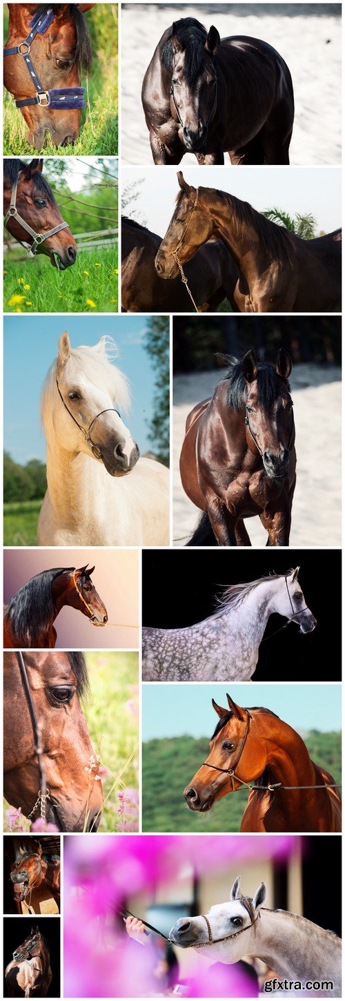 Beautiful breed horse 13X JPEG