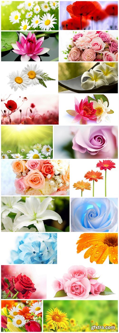 Beautiful Spring Flowers - 20 HQ Images