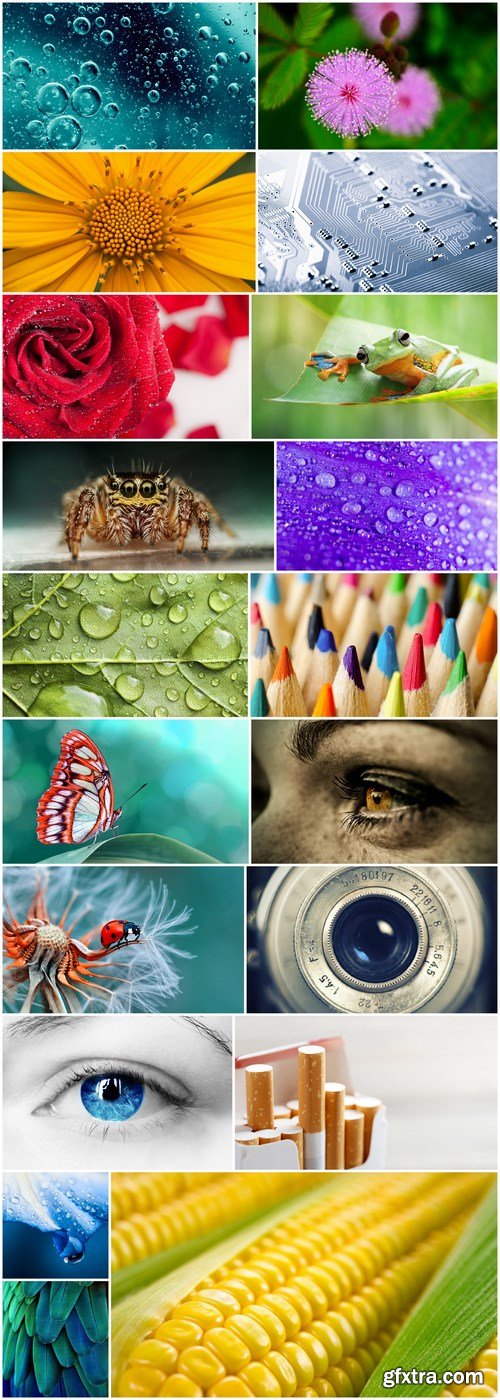 Different Macro Photo - 20 HQ Images