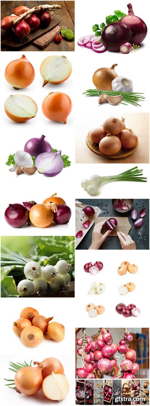 Bulb Onions - 15 HQ Images