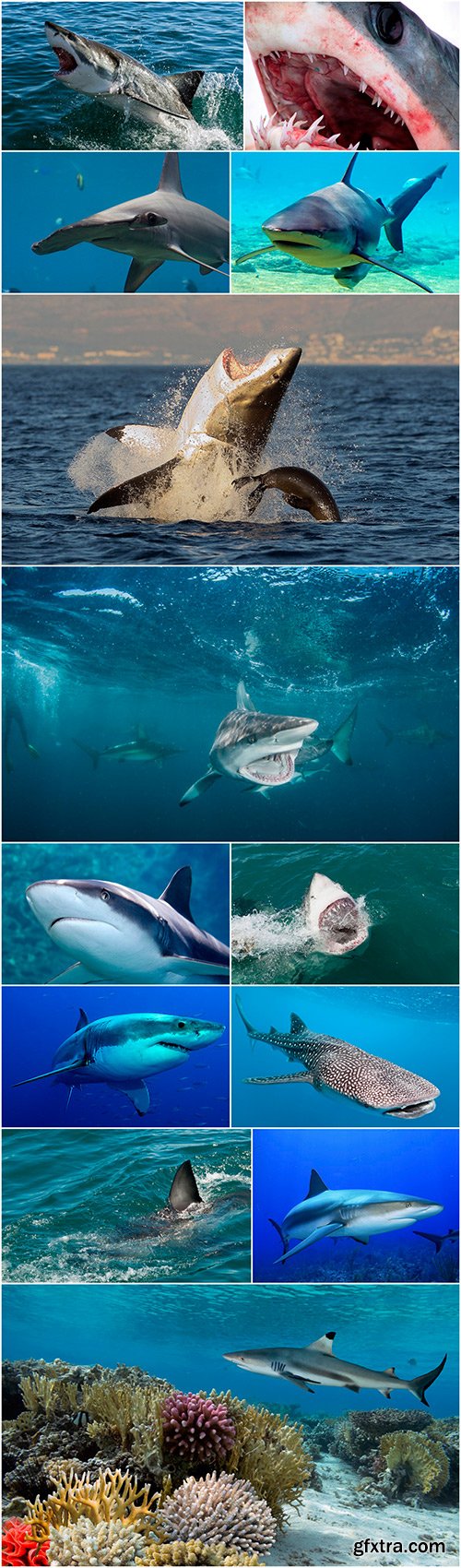 Shark - 13UHQ JPEG