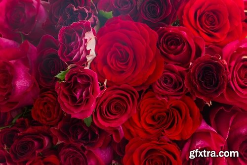 Collection a rose background is Valentine's Day gift petal red flower 25 HQ Jpeg