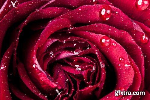 Collection a rose background is Valentine's Day gift petal red flower 25 HQ Jpeg