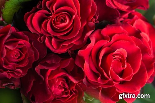 Collection a rose background is Valentine's Day gift petal red flower 25 HQ Jpeg