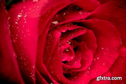 Collection a rose background is Valentine's Day gift petal red flower 25 HQ Jpeg