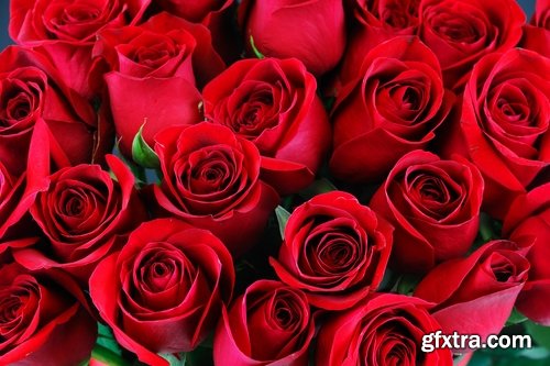 Collection a rose background is Valentine's Day gift petal red flower 25 HQ Jpeg