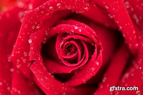 Collection a rose background is Valentine's Day gift petal red flower 25 HQ Jpeg