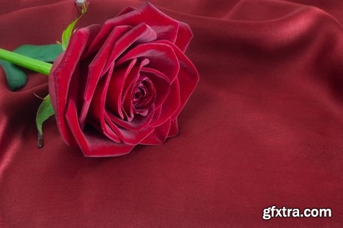 Collection a rose background is Valentine's Day gift petal red flower 25 HQ Jpeg