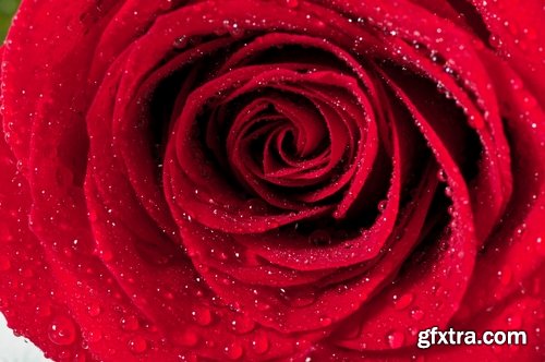 Collection a rose background is Valentine's Day gift petal red flower 25 HQ Jpeg