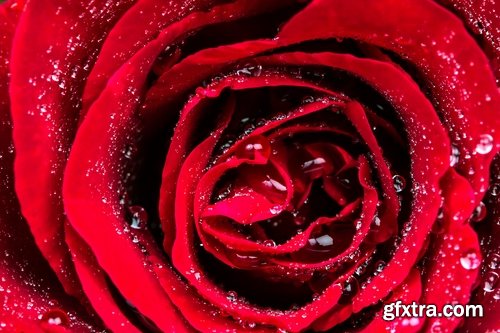 Collection a rose background is Valentine's Day gift petal red flower 25 HQ Jpeg