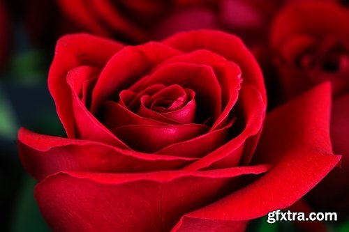 Collection a rose background is Valentine's Day gift petal red flower 25 HQ Jpeg