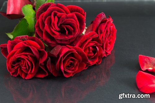 Collection a rose background is Valentine's Day gift petal red flower 25 HQ Jpeg