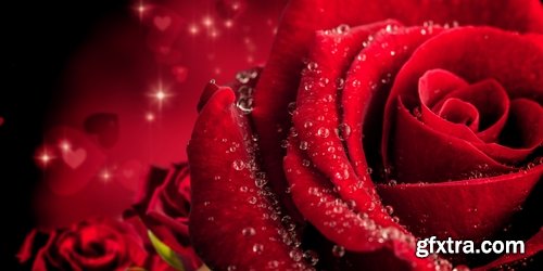 Collection a rose background is Valentine's Day gift petal red flower 25 HQ Jpeg