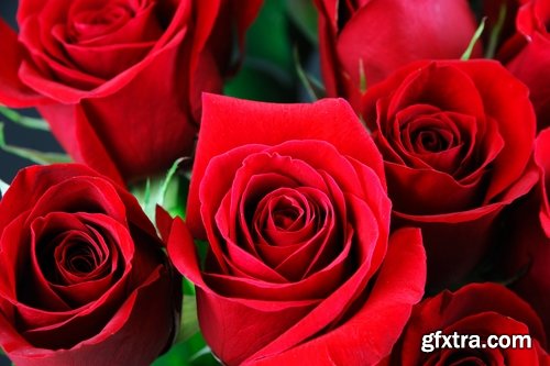 Collection a rose background is Valentine's Day gift petal red flower 25 HQ Jpeg