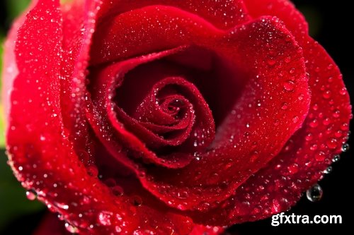 Collection a rose background is Valentine's Day gift petal red flower 25 HQ Jpeg