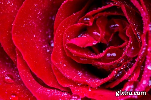 Collection a rose background is Valentine's Day gift petal red flower 25 HQ Jpeg