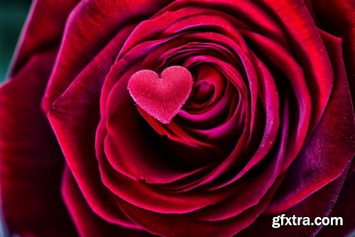 Collection a rose background is Valentine's Day gift petal red flower 25 HQ Jpeg