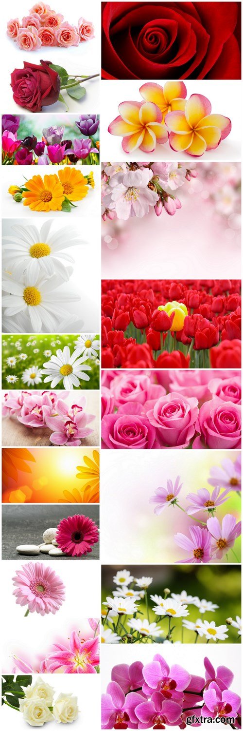 Beautiful Spring Flowers #3 - 20 HQ Images