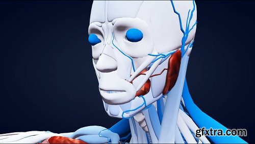 3d human anatomical model scan from top down