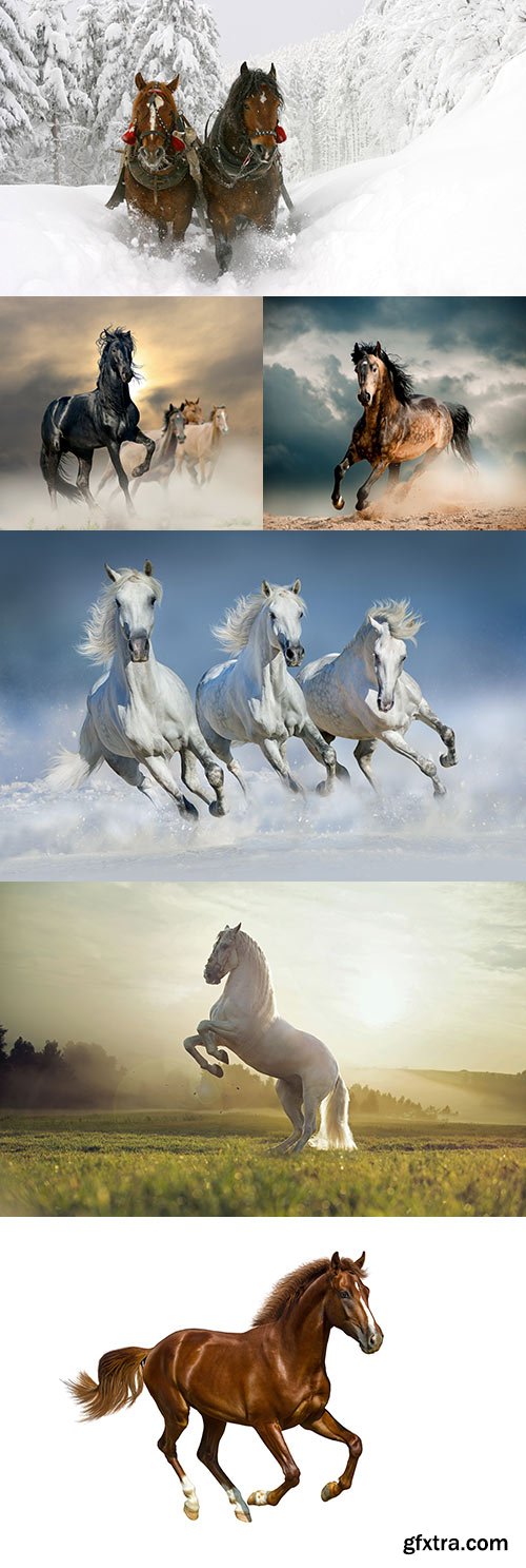 Graceful horses