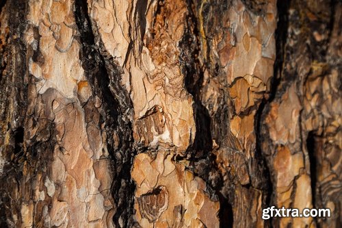 Collection of old stump wood bark pattern background is a piece of wood ax 25 HQ Jpeg