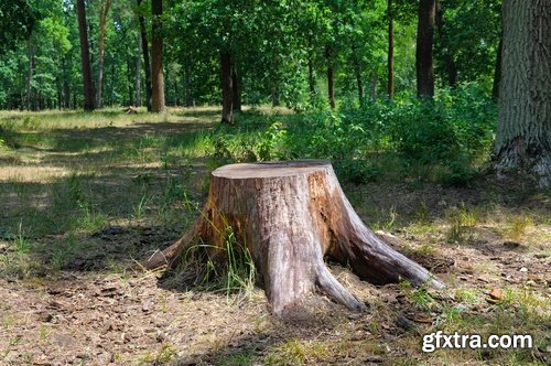 Collection of old stump wood bark pattern background is a piece of wood ax 25 HQ Jpeg